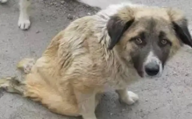A stray dog sneaks into a store to warm up, and his eyes are so clear that he can't stand to drive, but he's at the top