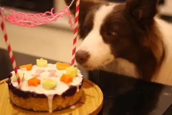 Girls celebrate their lives for free. Three boxing dogs lead the picture