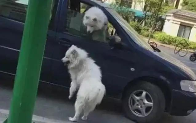 Unlike a dog, the missing Samoye is waiting on the street for the master