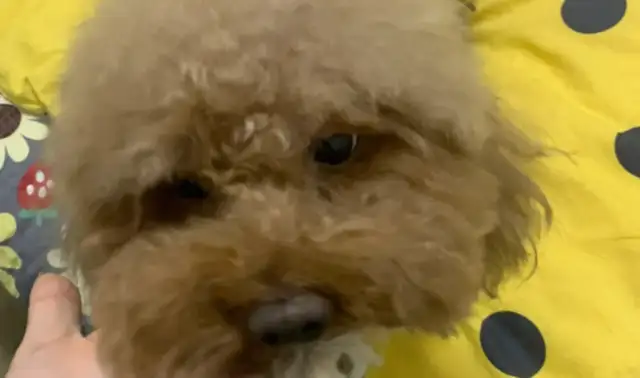 Teddy was molested by two robot dogs