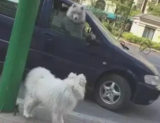 Unlike a dog, the missing Samoye is waiting on the street for the master
