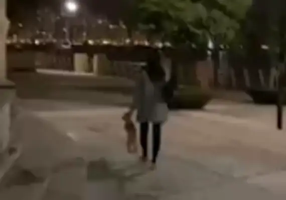 The dog was thrown out of the park by the owner's ears, scared to death