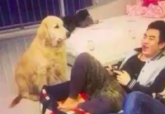 I've been sitting in a dog's nest playing games, and I've looked down on him