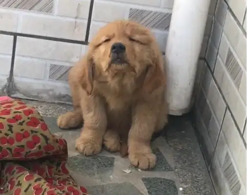 After the dog accident, he didn't sleep at dinner all day