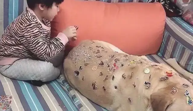 The dog was reluctant to look at the back of his eye and was laughed at: my daughter was too much