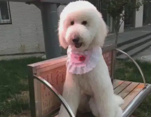 A dog that's bigger than a refrigerator, and it's hidden in a high-air snack