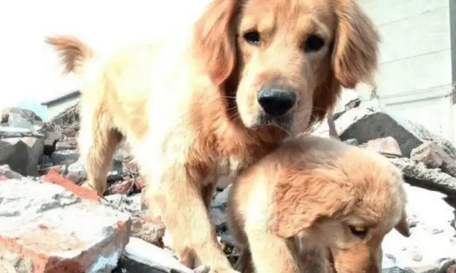 Take two golden hounds back home, and the dog's at the door