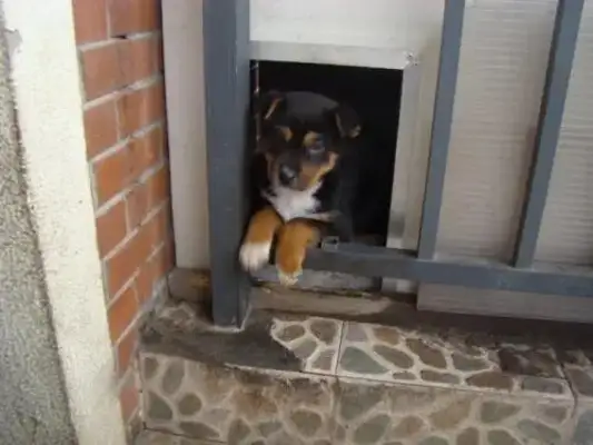 I forgot to pick up snacks, I was afraid the dog was eating special surveillance, and I almost cried