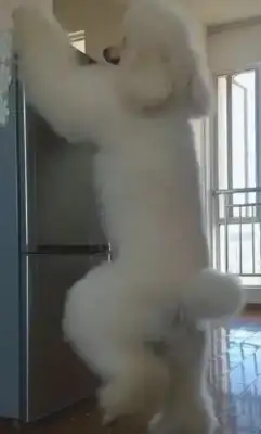 A dog that's bigger than a refrigerator, and it's hidden in a high-air snack