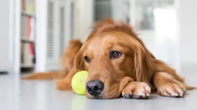 The dog's sick and his master's tears are killing him