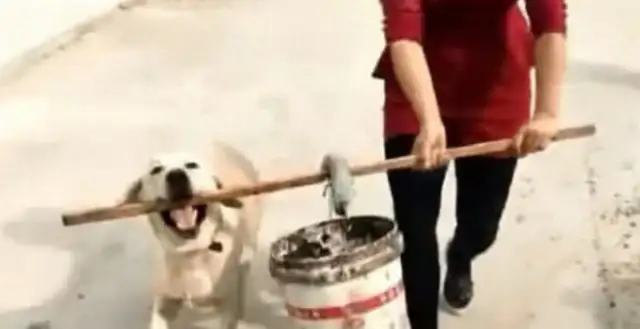 Master's going to fetch water with a bucket