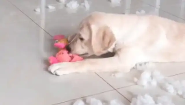 The dog's owner is going to throw it away. The dog's mother is in a hurry