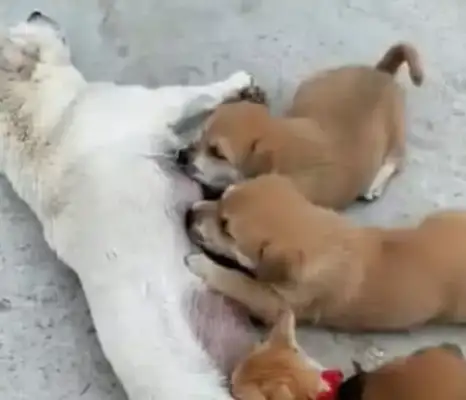 You know, the baby dog's got a problem with breast-milk and he's always here