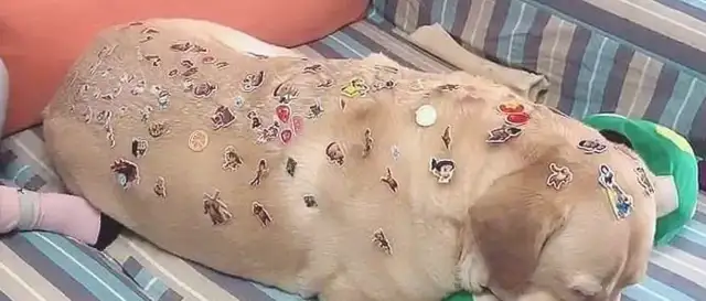 The dog was reluctant to look at the back of his eye and was laughed at: my daughter was too much