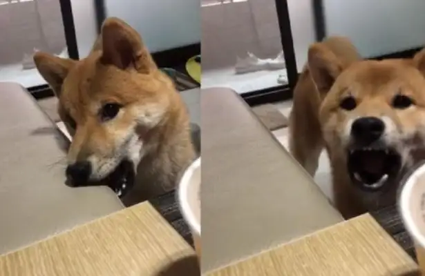 The master's food is being watched by the Hungry Power, but the dog can't even eat until he falls asleep
