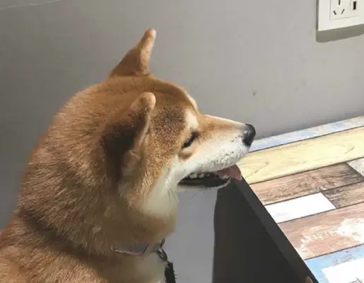 It's so exciting for the master to take the wooddog to dinner and sit down and wait for the food to stop laughing