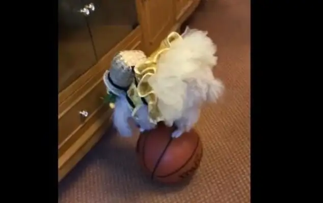 Dogs playing acrobats on balls, and there's a crotch on them