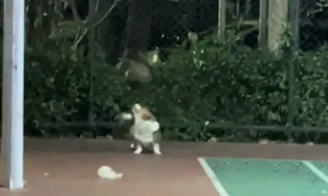 The man basketball court bumped into the top of the ball. A happy dog with a tail