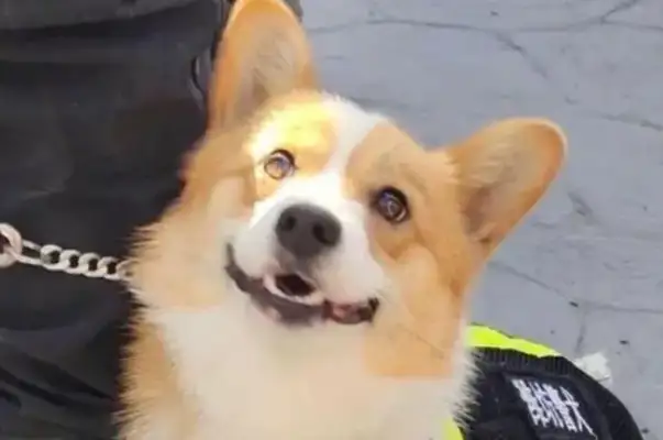 Koji, with his short legs, became a police dog