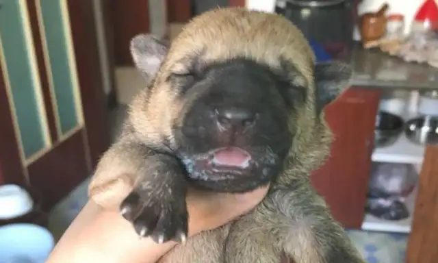 The baby dog was left on the side of the road, and the girl tried to make people laugh and took it home