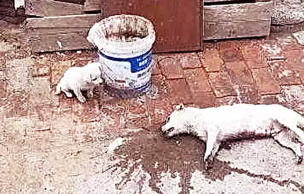 The mother of a stray dog was killed alive, and then a move by the dog, a moment of tears