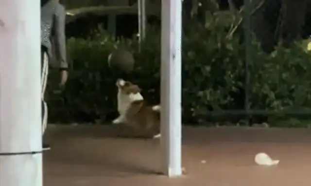 The man basketball court bumped into the top of the ball. A happy dog with a tail