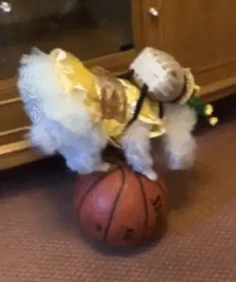 Dogs playing acrobats on balls, and there's a crotch on them