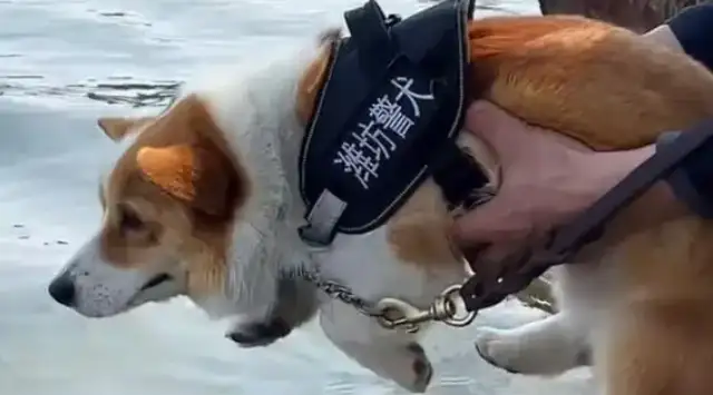 Koji, with his short legs, became a police dog