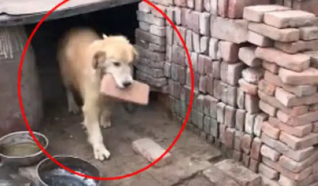 He went back to his village and was raised as a little dog for months