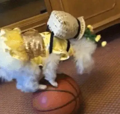 Dogs playing acrobats on balls, and there's a crotch on them