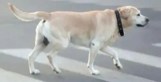 Walking dogs without a rope, causing the cyclist to fall into multiple fractures