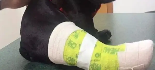 The dog's bones are broken and the eyes of the scavengers are drawn by gauze..
