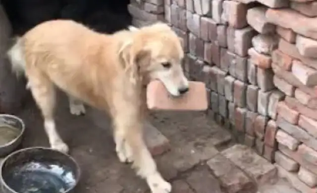 He went back to his village and was raised as a little dog for months