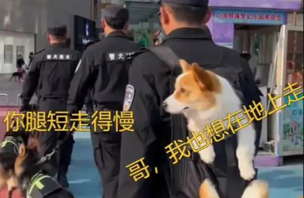 Koji, with his short legs, became a police dog