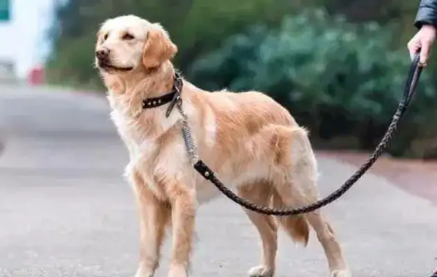 Walking dogs without a rope, causing the cyclist to fall into multiple fractures