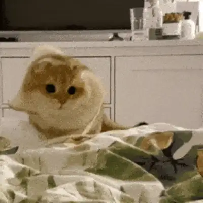 What's a cat doing scratching his ears all the time? These issues cannot be ignored