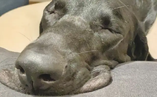 The dog put his head to sleep on the couch, and his lips were all covered in pieces