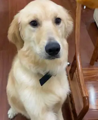 The master is good for Kim Mutt. He wants to go out anytime. Dog: Yeah