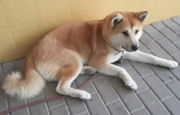 The master is sick and hospitalized, and the dog is at the hospital door for six days and he won't leave..