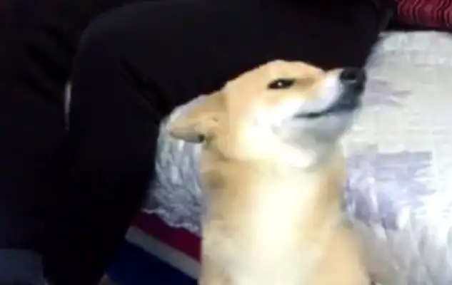 It's not a big deal for a wood dog to be accused of being cute