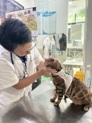 What's a cat doing scratching his ears all the time? These issues cannot be ignored