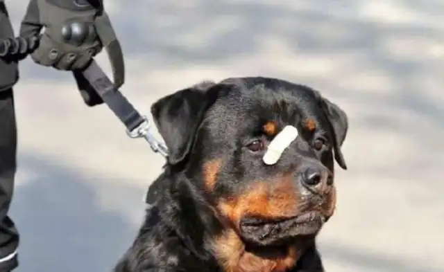 little black cops with their eyebrows and their little faces on the net