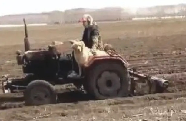 He's sitting on a big tractor, and he's not afraid of the noise of the diesel engine. Dog: Cool