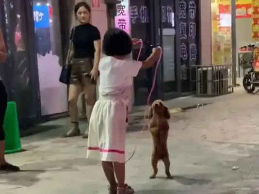 Teddy was standing in front of a little girl like a man, and the next thing I know, the Internet: The dog