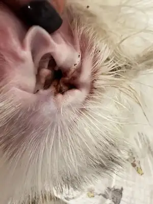 What's a cat doing scratching his ears all the time? These issues cannot be ignored