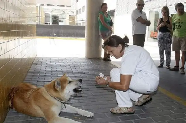 The master is sick and hospitalized, and the dog is at the hospital door for six days and he won't leave..