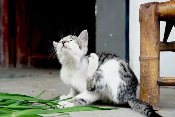 What's a cat doing scratching his ears all the time? These issues cannot be ignored