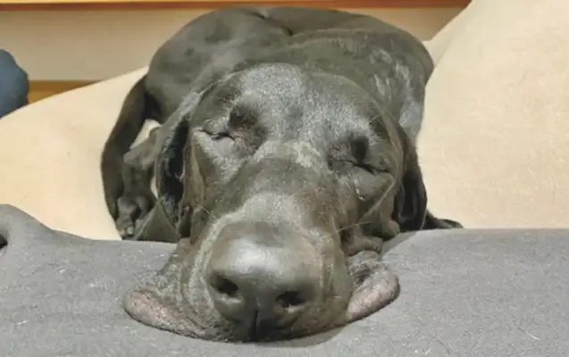 The dog put his head to sleep on the couch, and his lips were all covered in pieces