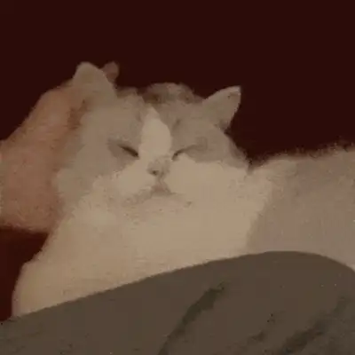 What's a cat doing scratching his ears all the time? These issues cannot be ignored