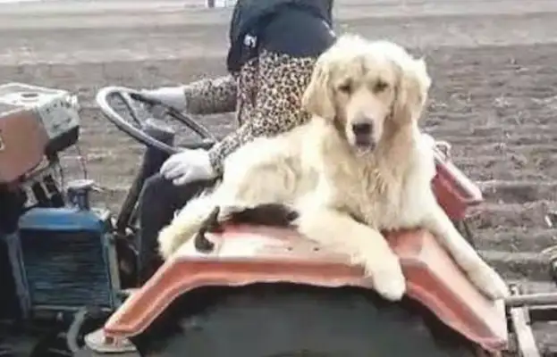 He's sitting on a big tractor, and he's not afraid of the noise of the diesel engine. Dog: Cool